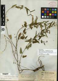 Image result for Tragia glabrata