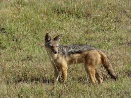 The First Jackal In Estonia Was Found From Matsalu In 2013 Animals Jackal Home Art