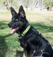 German Shepherd Black And Brown Husky A Blue Eyed Black With Tan Gerberian Shepsky Is Wearing A Green Collar Sitting In A Field And Looking Forward Siberian Husky Gerberian Shepsky Hybrid Dogs