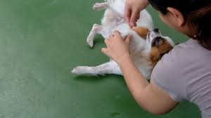 This will help the dog keep focus on you, since you are the one to teach them to roll over. How To Train Your Dog To Roll Over 12 Steps With Pictures