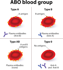 Image result for Blood Type