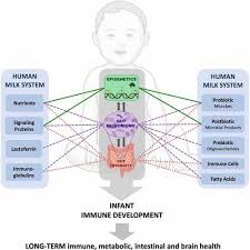 Image result for Infant Nutritional Sources