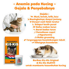 Anemia Pada Kucing Gejala Penyebabnya Raja Petshop