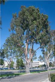 Image result for Eucalyptus camaldulensis