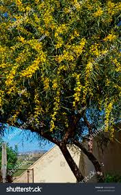 Image result for Acacia decurrens