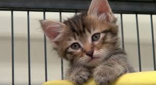 Visit petsmart's everyday dog or cat adoption centers or, at select locations, adopt a variety of small pets or reptiles. San Diego Humane Society Joins Empty The Shelters Event With Reduced Fees Times Of San Diego