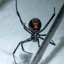 common florida spiders dangerous or harmless