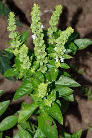 Image result for Ocimum fimbriatum