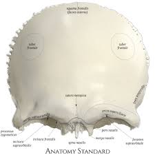 Image result for Frontal Bone