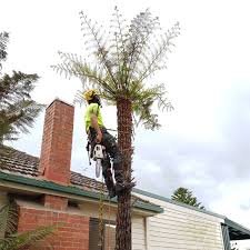 Check spelling or type a new query. Removing An 80 Year Old Tree Fern