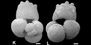 Image result for Caperonia fistulosa