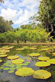 Mauritius Giant Water Lilies In The Pamplemousses Botanical Garden 1 Water Lilies Giant Water Lily Mauritius