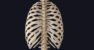 The rib cage shields the heart and lungs from damage. Rib Cage Keeping Things Together In The Thorax Complete Anatomy