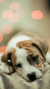 Pitbull Puppy Cute Dog Wallpaper Dog Wallpaper Animals