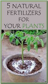 Homemade Fertilizer For Lawns Organic Fertilizer For Vegetables Fertilizer For Plants Organic Gardening Tips