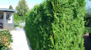 Im garten arbeiten, graben, hacken, (unkraut) jäten, pusseln, wursteln; Blog Die Passende Hecke Fur Ihren Garten Aussuchen