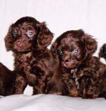 Doxiepoo Dachshund-toy Poodle Mix Facts Temperament Puppies Pictures Poodle Mix Dachshund Facts Dog Crossbreeds