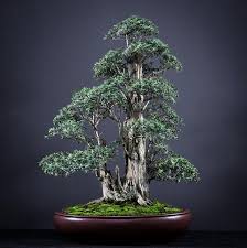 Image result for Buddleja saligna