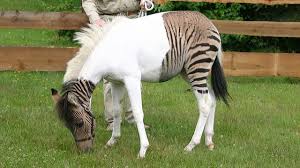 Dall'accoppiamento tra un gallo e una tacchina possono nascere esemplari che rappresentano effettivamente degli ibridi tra le due specie, con. Cos E Uno Zebroide Il Curioso Ibrido Tra Un Cavallo E Una Zebra Le Immagini