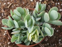 Image result for Crassula alticola