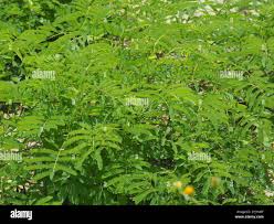 Image result for Mimosa diplotricha