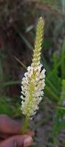 Image result for Hebenstretia angolensis