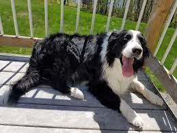 Adopt Blue On Petfinder Border Collie Collie Collie Rescue