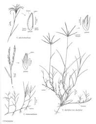 Image result for Cynodon dactylon