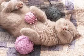 At this time every year, we like to reflect on the most popular cat names here at find cat names and identify any key trends from the past 12 months. 500 Most Popular Female Cat Names Best Of The Best