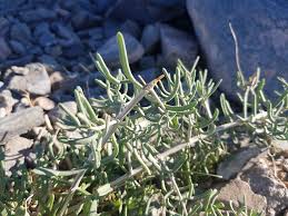 Image result for Zygophyllum leucocladum