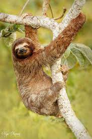 Pin On Sloths Capis