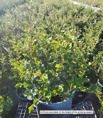 Image result for Syringa meyeri ´Palibin