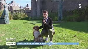 L Epagneul Breton Une Des Races Preferee Des Francais Youtube