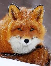 Un Zorro Precioso Animals Cute Animals Animals Beautiful