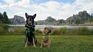 You can get the scoop on their pet policies, read reviews of other guests with dogs, and even speak with the homeowner. Pets In State Parks Pet Friendly Camping Cabins Beaches More