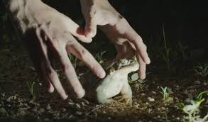 S02e08 the cactus apprentice hamilton's pharmacopeia. Hamilton S Back To Use His Body As A Test Subject For The World S Craziest Drugs Guide