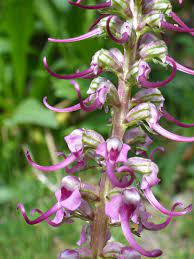 We did not find results for: Elephant Heads Pedicularis Groenlandica