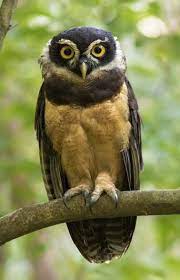 =o) eu hoje estou corujado meus filhotes, dú e jú não foram para aula hoje, mas estou coruj. Pin On Birds From Brazil N To Z