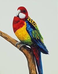 Bird Series Rosella By Tank Paintings For Sale Bluethumb Online Art Gallery Bird Animal Paintings Beautiful Birds