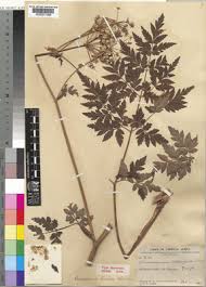 Image result for Afroligusticum runssoricum