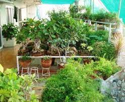 A terrace garden is always bigger than a balcony garden, so you should make some effort to maintain it. How To Lay Out Your Terrace Garden What Plants To Grow And How To Maintain The Garden