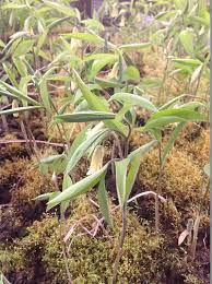 Image result for Clutia sessilifolia