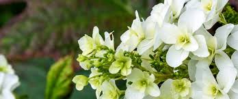 Image result for Hydrangea quercifolia