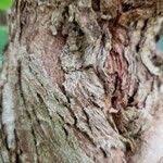 Image result for Dalbergia boehmii