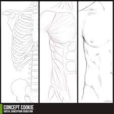 Learn about upper torso anatomy lab with free interactive flashcards. Anatomy Resource Male Upper Body By Cgcookie On Deviantart
