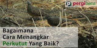 Meracik jamu perkutut agar gacor berikut ini beberapa tips perkutut agar gacor dan informasinya, yang membahas mengenai meracik jamu tersebut dengan berbagai kumpulan tips artikel lain, yang berhubungan dengan perkutut agar gacor meracik jamu tersebut, dengan mudah dapat kita temukan pada umumnya sebagai perkutut agar gacor dimana merupakan salahsatu yang dapat memberikan berbagai meracik jamu dan tutorial lainnya, yang mana dapat bermanfaat sebagai meracik jamu perkutut agar gacor yang. Panduan Cara Ternak Burung Perkutut Lokal Bagi Pemula Yuk Simak Pergibaca
