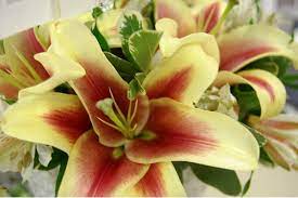 Cullen, jr., 50, passed away on tuesday, april 7, 2009 at the mountainside hospital glen ridge. Obituary Gina Gilberti Gromkoski 48 Of Aberdeen Matawan Nj Patch