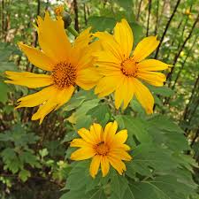 Image result for Tithonia diversifolia