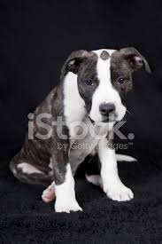 Explore 45 listings for black and white staffordshire terrier at best prices. Staffordshire Terrier Puppy Stock Photos Freeimages Com