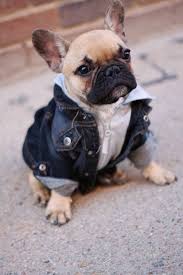 Mont Giydirilmis Fransiz Bulldog Kopegi Cute Animals Baby Dogs Animals